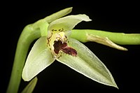 Bulbophyllum tripetalum