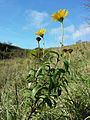 Das Rindsauge (Buphthalmum salicifolium) ist ein kalksteter Bewohner von Magerrasen.[8]