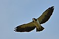Buteo brachyurus (Águila o Gavilán rabicorto - Short-tailed Hawk) (43907427780).jpg