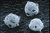 CSIRO ScienceImage 7202 SEM Coccolithophoride.jpg