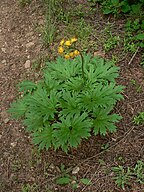 Cacaliopsis nardosmia