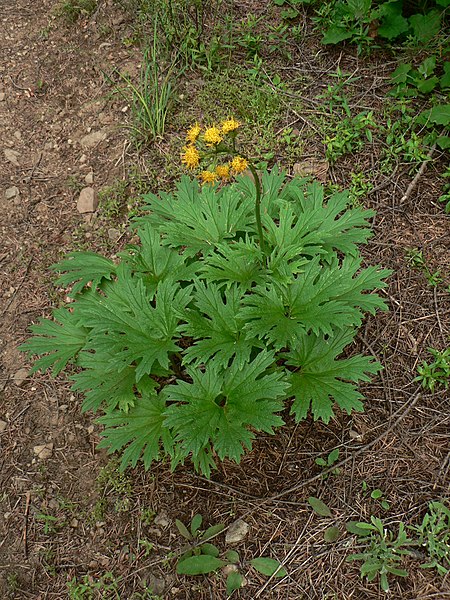 File:Cacaliopsis nardosmia 15340.JPG