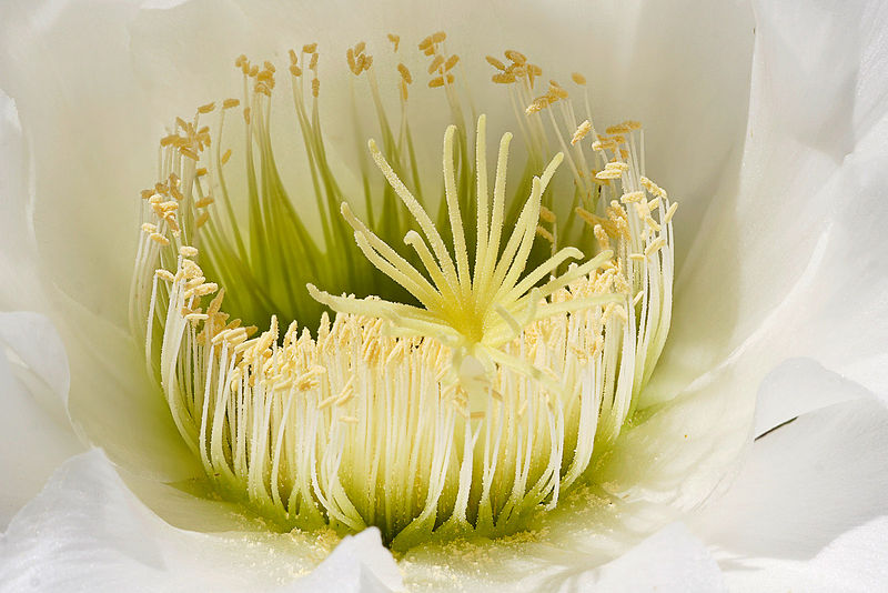 File:Cactus flower closeup03.jpg