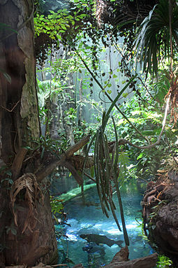 View of the Amazonian flooded forest in the rainforest exhibit. Arapaima, arowana, catfish, pacus, cichlids and other fish species can be seen from a submerged acrylic tunnel. California Academy of Sciences rainforest scene.jpg