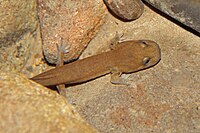 Californische reuzensalamander (Dicamptodon ensatus) - Flickr - GregTheBusker.jpg