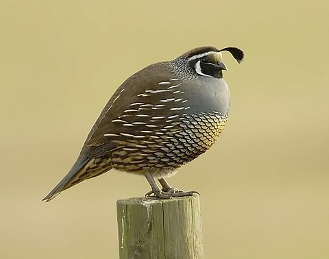 California quail