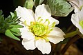 Callianthemum miyabeanum