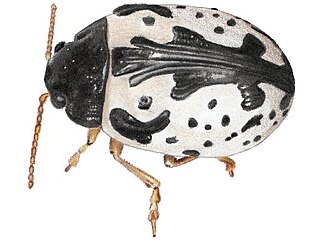 <i>Calligrapha amator</i> Species of beetle