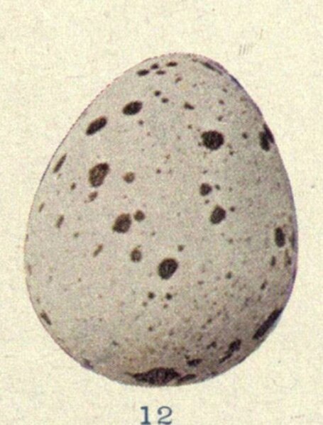 File:Callipepla gambelii - Birds Illustrated Eggs0305.jpg