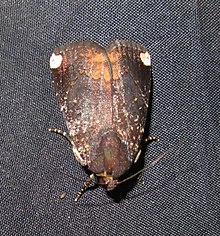 Callyna monoleuca (Noctuidae, Amphipyrinae) (7222143090) .jpg