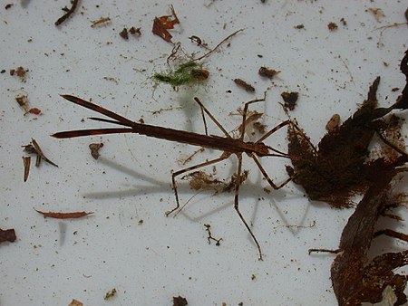 Calopteryx cornelia