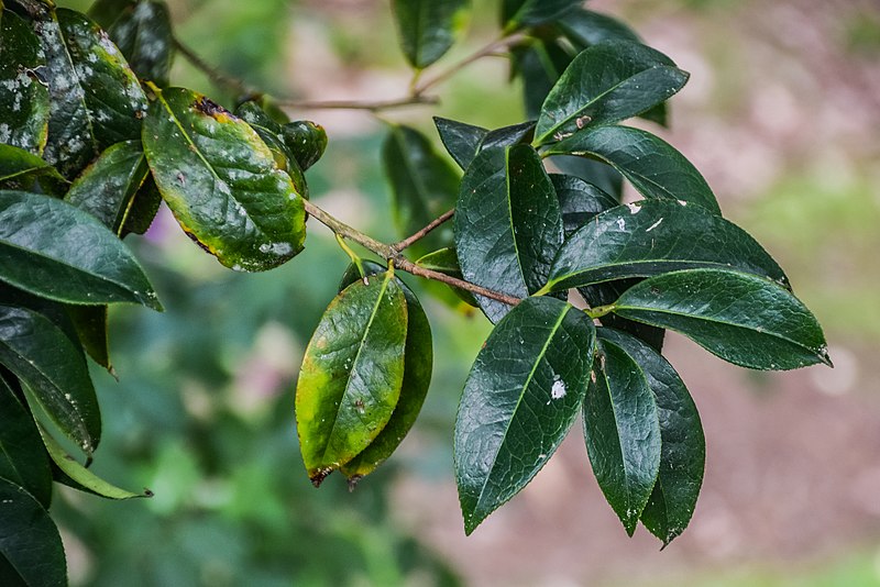 File:Camellia reticulata in Hackfalls Arboretum (2).jpg