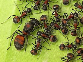 Матка и рабочие Camponotus mutilarius