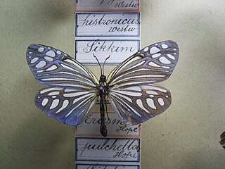 <i>Campylotes histrionicus</i> Species of moth