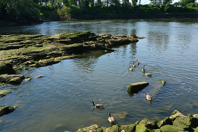 File:Canada Geese near North Wind's Weir 07.jpg