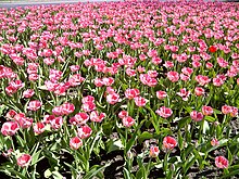 Le Festival canadien des tulipes est un événement majeur à Ottawa.