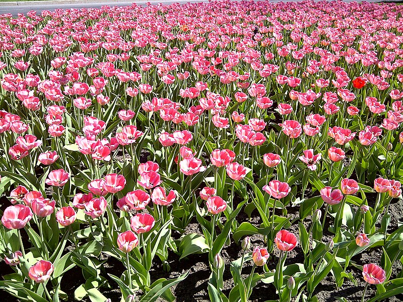 File:Canadian Tulip Festival, Ottawa 2013 (1).jpg