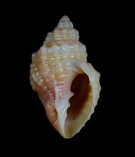 <i>Cancellaria jayana</i> species of mollusc