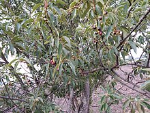El Cerezo en Flor - Wikipedia, la enciclopedia libre