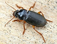 Carabidae (2005-08).jpg