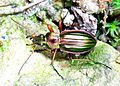 Carabus auratus