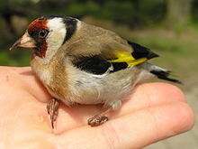 Carduelis carduelis beentree.jpg