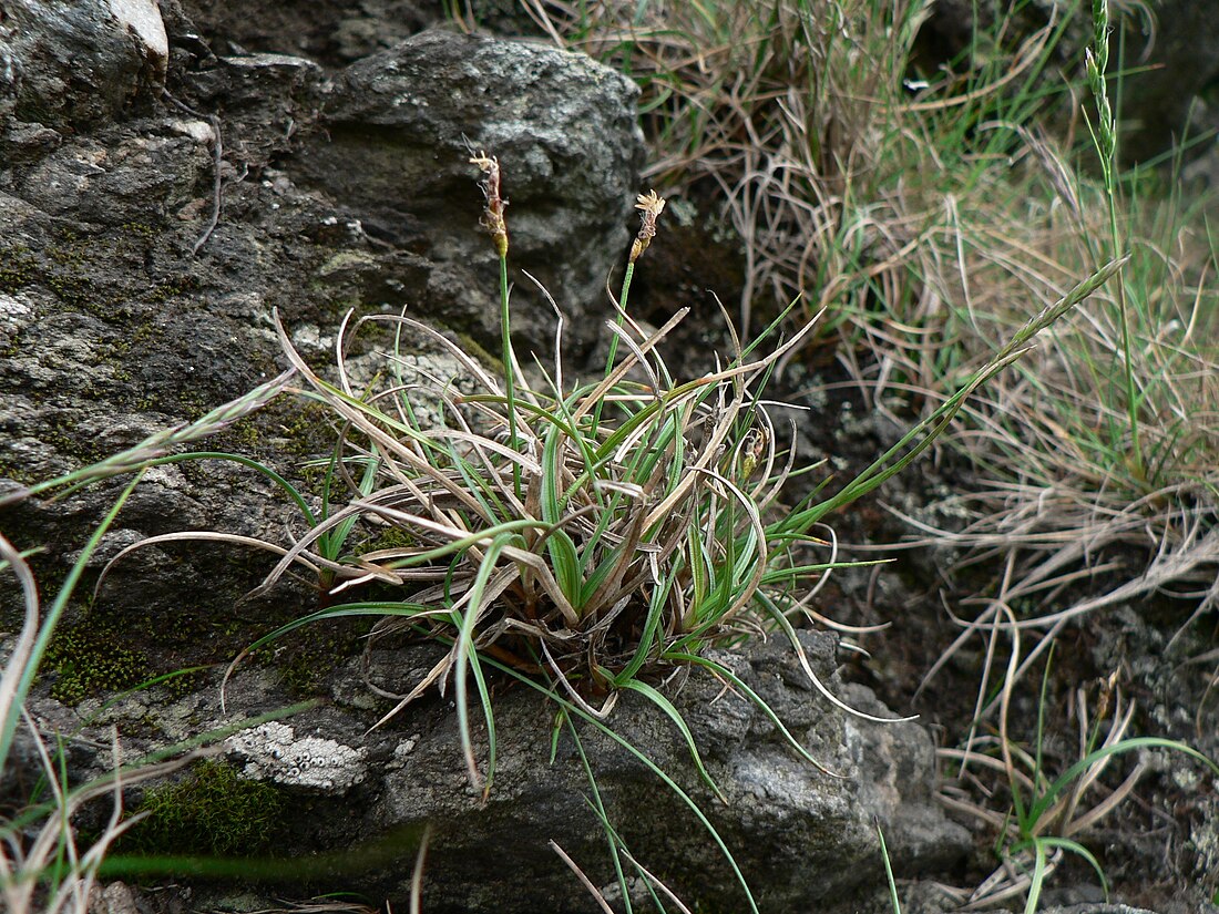 Carex rupestris