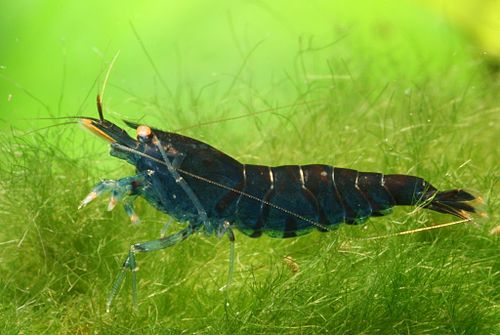 Виды креветок. Caridina CF. Cantonensis. Креветки аквариумные Тайгер. Caridina CF. Cantonensis 