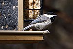 Thumbnail for File:Carolina Chickadee Abilene State Park Texas.jpg