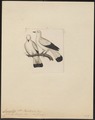 Carpophaga bicolor - 1820-1860 - Print - Iconographia Zoologica - Special Collections University of Amsterdam - UBA01 IZ15600105.tif