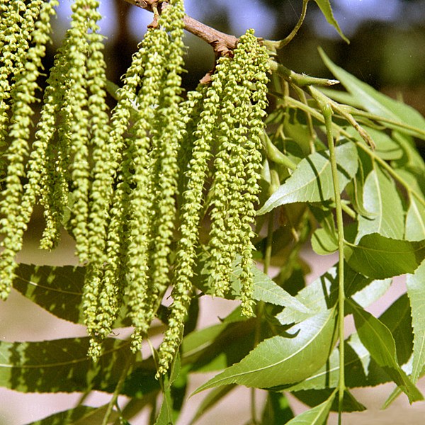 File:Carya illinoinensis catkins.jpg