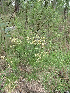 <i>Cassinia laevis</i> species of plant