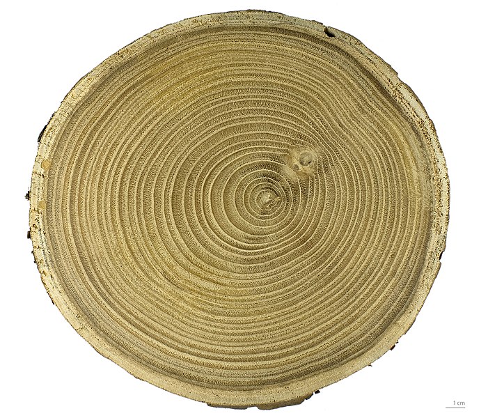 File:Castanea sativa MHNT.BOT.2006.0.1272.JPG