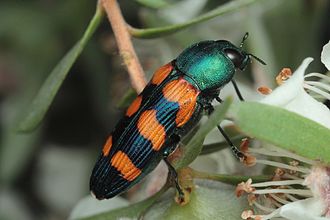 Castiarina vegeta Castiarina vegeta-3 Lerderderg Gorge Dec15.jpg