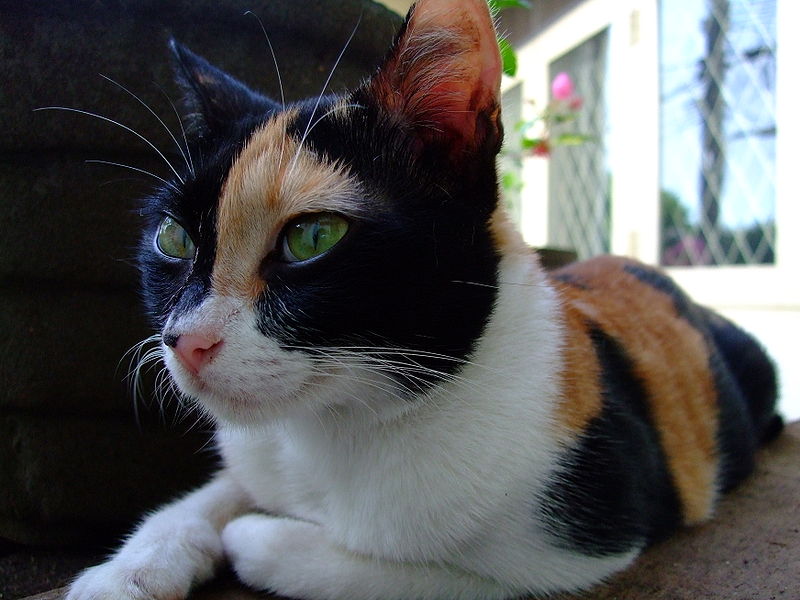 File:Cat, tortoiseshell, 001.jpg