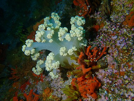 Cauliflower soft coral at Off-Whittle Ridge