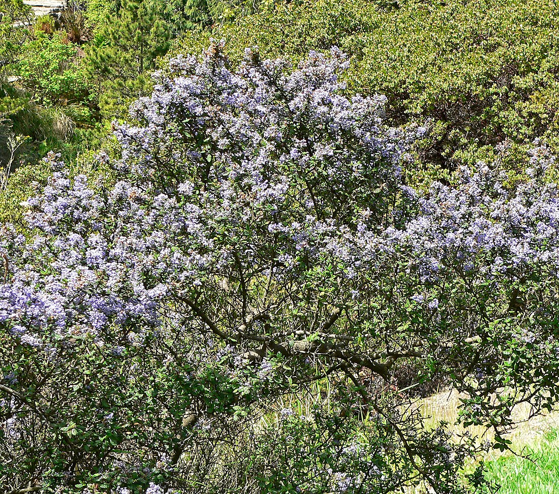 Ceanothus impressus