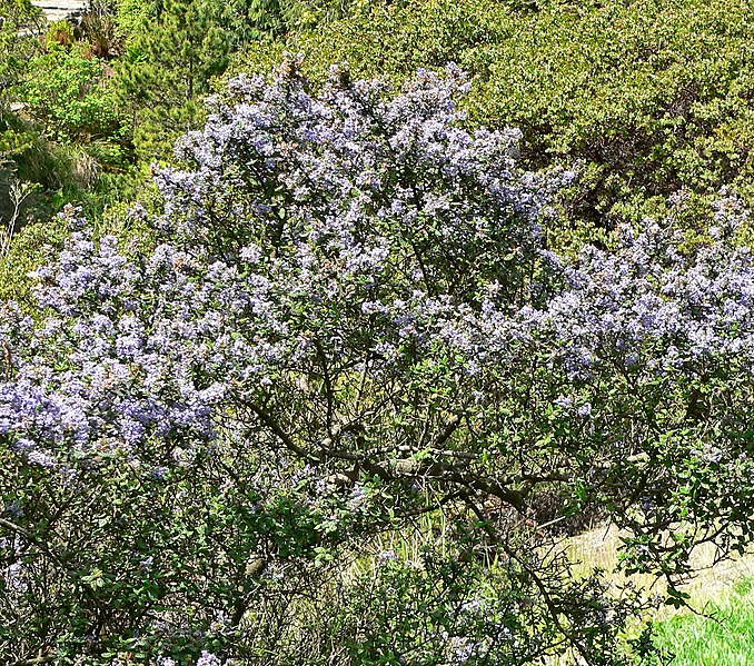 File:Ceanothus impressus 1.jpg