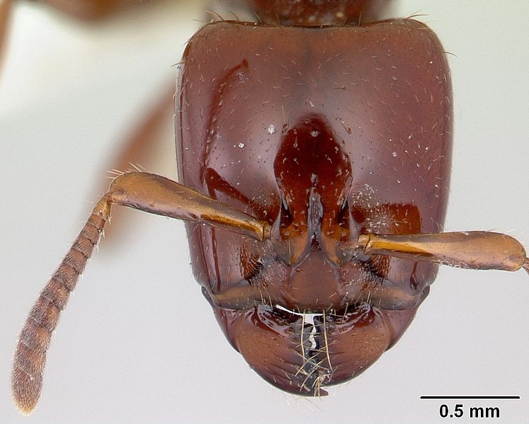 File:Centromyrmex secutor casent0178748 head 1.jpg