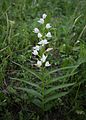 Cephalanthera longifolia Italy - San Marzano Oliveto