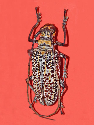 <i>Rosenbergia</i> Genus of beetles