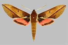 Chaerocina zomba, a moth endemic to Malawi Chaerocina zomba BMNHE274525 male up.jpg