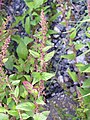 Hegyeslevelű libatop (Chenopodium polyspermum)