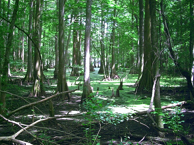 File:Chicot State Park Ville Platte, LA July2008 007.jpg