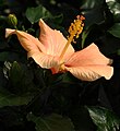 Chinesischer Roseneibisch (Hibiscus rosa-sinensis)