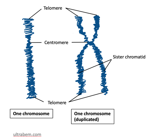 A typical chromosome with its structures. Often, the centromere has a three layered covering known as Kinetochore. Chromosome structure.png