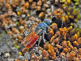 <i>Chrysis ruddii</i> species of insect