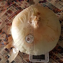 Cipolla di Giarratana pesata e misurata