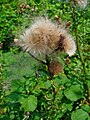 Cirsium arvense 004.JPG