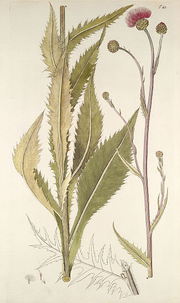 File:Cirsium canum.jpg